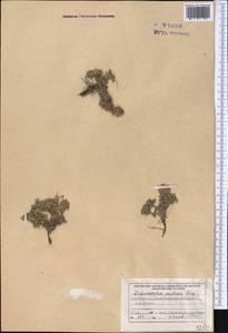 Dracocephalum paulsenii Briq., Middle Asia, Northern & Central Tian Shan (M4) (Kyrgyzstan)