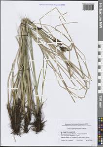 Carex appropinquata Schumach., Eastern Europe, North-Western region (E2) (Russia)