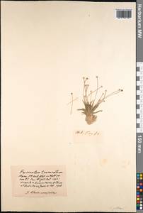 Eriocaulon truncatum Buch.-Ham. ex Mart., South Asia, South Asia (Asia outside ex-Soviet states and Mongolia) (ASIA) (India)