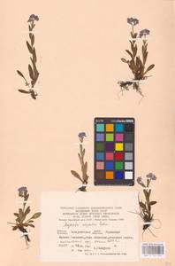 MHA 0 153 024, Myosotis alpestris F.W.Schmidt, Eastern Europe, West Ukrainian region (E13) (Ukraine)