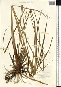 Carex aquatilis Wahlenb., Eastern Europe, Central forest region (E5) (Russia)