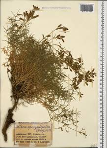 Silene spergulifolia, Caucasus, Armenia (K5) (Armenia)