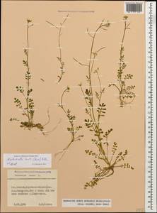 Murbeckiella huetii (Boiss.) Rothm., Caucasus, Stavropol Krai, Karachay-Cherkessia & Kabardino-Balkaria (K1b) (Russia)