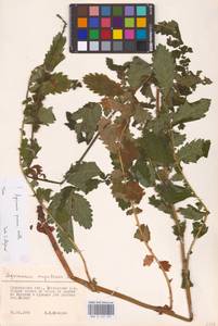 Agrimonia procera Wallr., Eastern Europe, Volga-Kama region (E7) (Russia)