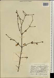 Lonicera praeflorens Batalin, South Asia, South Asia (Asia outside ex-Soviet states and Mongolia) (ASIA) (North Korea)