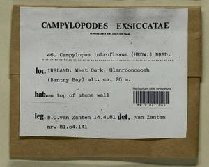 Campylopus introflexus (Hedw.) Brid., Bryophytes, Bryophytes - Western Europe (BEu) (Ireland)