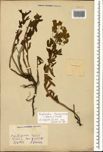 Euphorbia saratoi Ardoino, Caucasus, Georgia (K4) (Georgia)