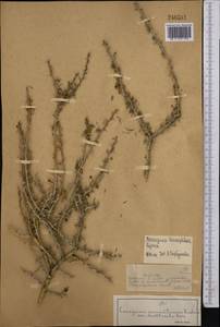 Caragana leucophloea Pojark., Middle Asia, Dzungarian Alatau & Tarbagatai (M5) (Kazakhstan)