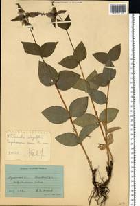 Clematis integrifolia L., Eastern Europe, North Ukrainian region (E11) (Ukraine)