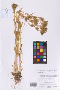 Centaurium erythraea Rafn, Eastern Europe, Moscow region (E4a) (Russia)