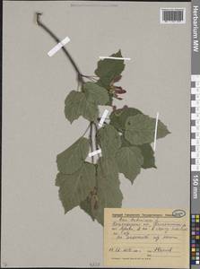 Acer tataricum L., Eastern Europe, Volga-Kama region (E7) (Russia)