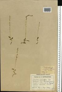 Hammarbya paludosa (L.) Kuntze, Eastern Europe, North-Western region (E2) (Russia)