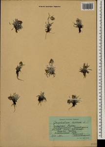 Omalotheca supina (L.) DC., Caucasus, Stavropol Krai, Karachay-Cherkessia & Kabardino-Balkaria (K1b) (Russia)