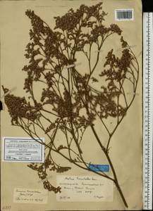 Limonium tomentellum (Boiss.) Kuntze, Eastern Europe, Lower Volga region (E9) (Russia)