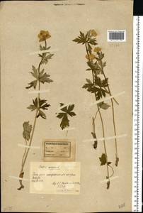 Trollius europaeus L., Eastern Europe, Northern region (E1) (Russia)