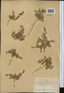 Halogeton glomeratus (Stephan ex M. Bieb.) C. A. Mey., Middle Asia, Muyunkumy, Balkhash & Betpak-Dala (M9) (Kazakhstan)