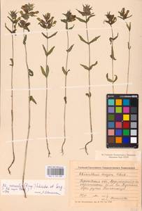 MHA 0 162 088, Rhinanthus serotinus var. vernalis (N.W.Zinger) Janch., Eastern Europe, Volga-Kama region (E7) (Russia)