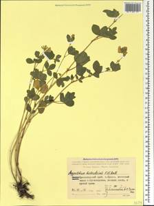 Argyrolobium biebersteinii P.W.Ball, Caucasus, Black Sea Shore (from Novorossiysk to Adler) (K3) (Russia)