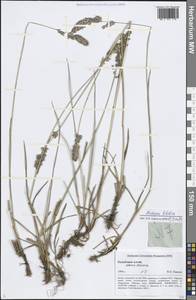 Arctopoa tibetica (Munro ex Stapf) Prob., Siberia, Altai & Sayany Mountains (S2) (Russia)