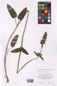 Betonica officinalis L., Eastern Europe, Central forest-and-steppe region (E6) (Russia)