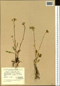 Tephroseris subfrigida (Kom.) Holub, Siberia, Chukotka & Kamchatka (S7) (Russia)