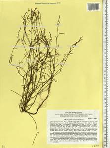 Polygonum patulum M. Bieb., Eastern Europe, South Ukrainian region (E12) (Ukraine)