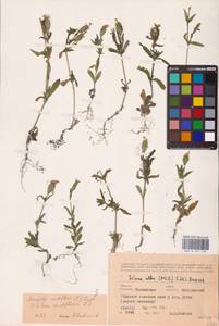 Silene noctiflora L., Eastern Europe, Central forest-and-steppe region (E6) (Russia)