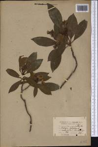 Kalmia latifolia L., America (AMER) (United States)