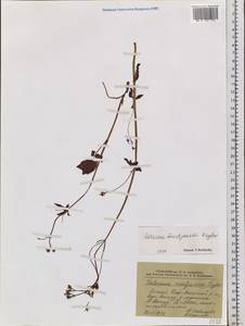 Valeriana martjanovii Krylov, Siberia, Altai & Sayany Mountains (S2) (Russia)
