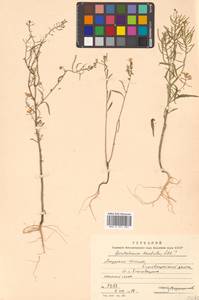 Dontostemon dentatus (Bunge) C. A. Mey. ex Ledeb., Siberia, Russian Far East (S6) (Russia)