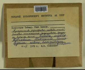 Flexitrichum flexicaule (Schwägr.) Ignatov & Fedosov, Bryophytes, Bryophytes - Krasnoyarsk Krai, Tyva & Khakassia (B17) (Russia)