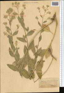 Lepidium, Middle Asia, Kopet Dag, Badkhyz, Small & Great Balkhan (M1) (Turkmenistan)