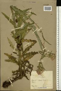 Cirsium palustre (L.) Scop., Eastern Europe, North Ukrainian region (E11) (Ukraine)