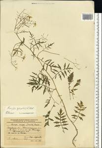 Rorippa sylvestris (L.) Besser, Eastern Europe, Moscow region (E4a) (Russia)