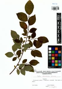 Salix taraikensis Kimura, Siberia, Baikal & Transbaikal region (S4) (Russia)