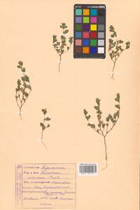 Kummerowia stipulacea (Maxim.) Makino, Siberia, Russian Far East (S6) (Russia)