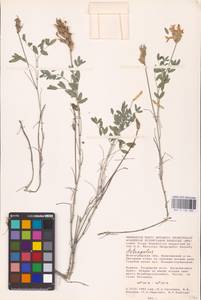 Astragalus, Eastern Europe, Lower Volga region (E9) (Russia)