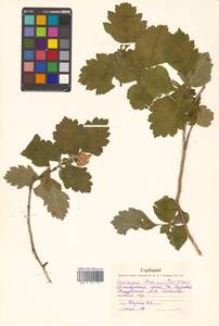 Crataegus maximowiczii C. K. Schneid., Siberia, Russian Far East (S6) (Russia)