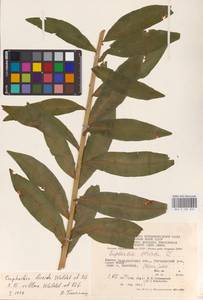 Euphorbia lucida × villosa, Eastern Europe, West Ukrainian region (E13) (Ukraine)