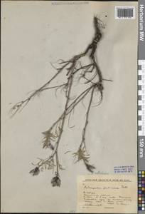 Astragalus syriacus L., Siberia, Baikal & Transbaikal region (S4) (Russia)