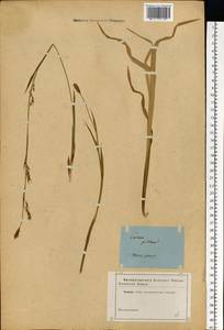 Carex pilosa Scop., Eastern Europe, North-Western region (E2) (Russia)