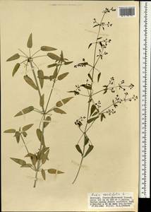 Rubia cordifolia L., Mongolia (MONG) (Mongolia)