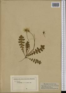 Aposeris foetida (L.) Less., Western Europe (EUR) (Austria)