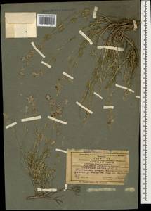 Teucrium canum Fisch. & C.A.Mey., Caucasus, Azerbaijan (K6) (Azerbaijan)