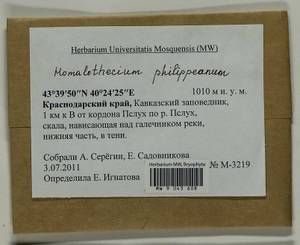 Homalothecium philippeanum (Spruce) Schimp., Bryophytes, Bryophytes - North Caucasus & Ciscaucasia (B12) (Russia)