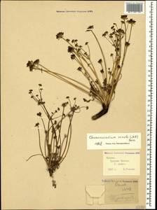 Chamaesciadium acaule (M. Bieb.) Boiss., Caucasus, Krasnodar Krai & Adygea (K1a) (Russia)