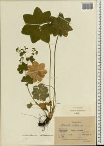 Alchemilla stellaris Juz., Eastern Europe, Eastern region (E10) (Russia)