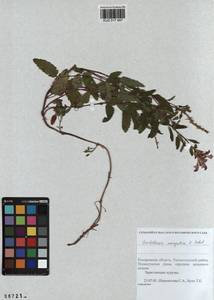 Scutellaria mongolica Sobolevsk., Siberia, Altai & Sayany Mountains (S2) (Russia)