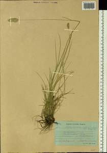 Agropyron cristatum (L.) Gaertn., Siberia, Baikal & Transbaikal region (S4) (Russia)