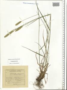 Agropyron desertorum (Fisch. ex Link) Schult., Eastern Europe, Middle Volga region (E8) (Russia)
